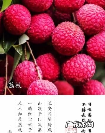 荔枝三百颗上句是什么,日啖荔枝三百颗 不辞长作岭南人
