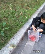 落树叶属于什么垃圾,落叶属于什么垃圾分类