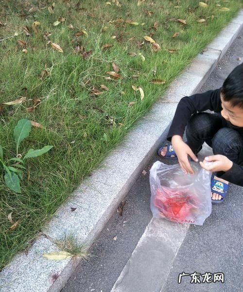 落树叶属于什么垃圾,落叶属于什么垃圾分类