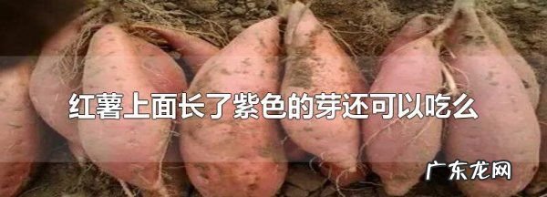 地瓜长出紫色的芽还能吃,红薯上长出紫色的苗能吃
