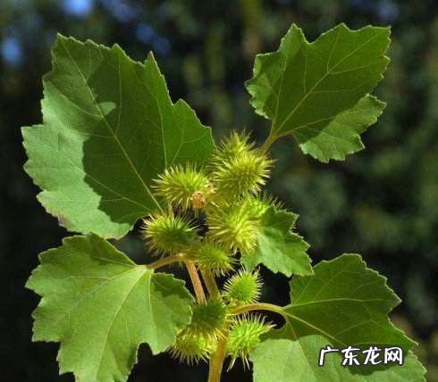 苍耳煮水一般煮多少粒,怎么煮苍耳