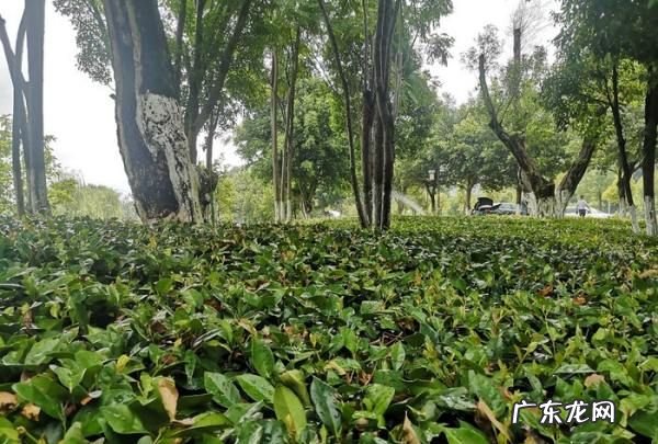 汉丰湖和西湖哪个大,汉丰湖作文结尾怎么写