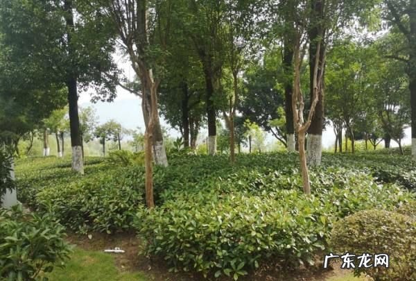 汉丰湖和西湖哪个大,汉丰湖作文结尾怎么写