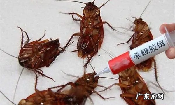 蟑螂药放在什么地方最合适,蟑螂药对人有害