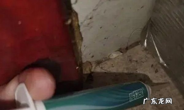 蟑螂药放在什么地方最合适,蟑螂药对人有害
