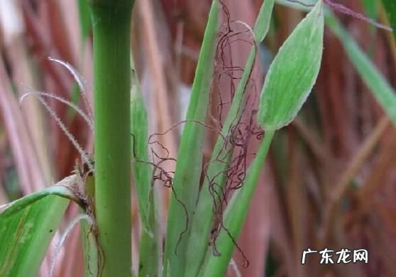 大蜀黎是什么意思,黎黍是什么作物