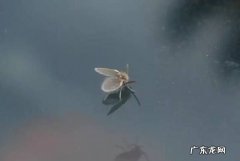 蛾蚋为什么往人身上飞,这是什么小虫子