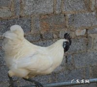 白毛乌鸡怎么分辨公母,白毛乌骨鸡多少钱一斤