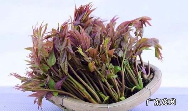 夏天的香椿嫩芽可以吃,夏天的香椿能吃有毒