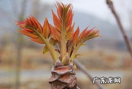 夏天的香椿嫩芽可以吃,夏天的香椿能吃有毒
