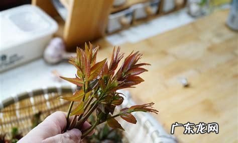夏天的香椿嫩芽可以吃,夏天的香椿能吃有毒