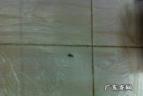 冬天屋内有小飞虫根除妙招,屋里小飞虫怎么消灭小窍门