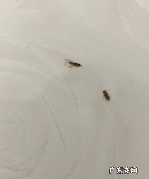 冬天屋内有小飞虫根除妙招,屋里小飞虫怎么消灭小窍门