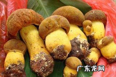 黄牛肝菌有毒,黄牛肝菌有毒性