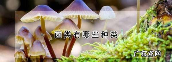 菌的种类有哪些,菌类有哪些种类