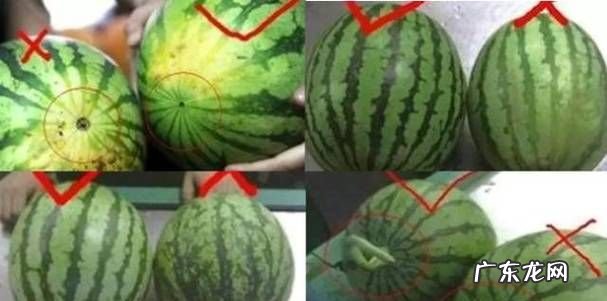 西瓜有白筋什么原因,西瓜里面有白色的筋能吃