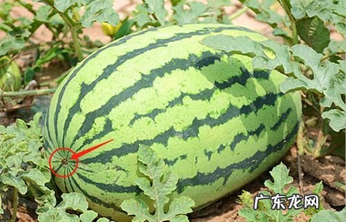 西瓜有白筋什么原因,西瓜里面有白色的筋能吃