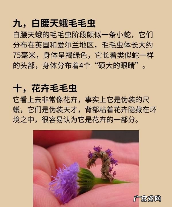 蜂鸟蛾有毒,长相怪异的昆虫