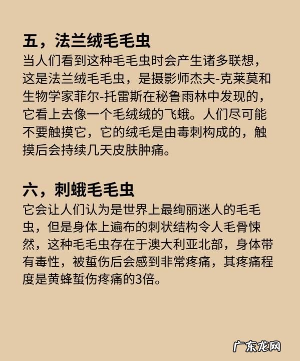 蜂鸟蛾有毒,长相怪异的昆虫