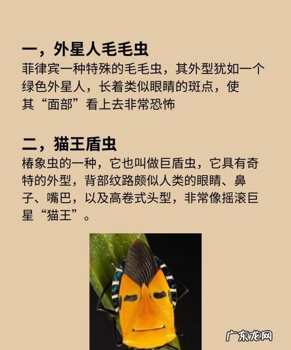 蜂鸟蛾有毒,长相怪异的昆虫