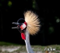 丹顶鹤头上的是什么东西,丹顶鹤头顶红色的部分有什么作用