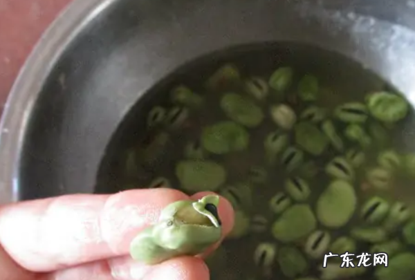 嫩蚕豆可以油炸吗,新鲜的蚕豆把它剥开怎么才能炸得酥脆