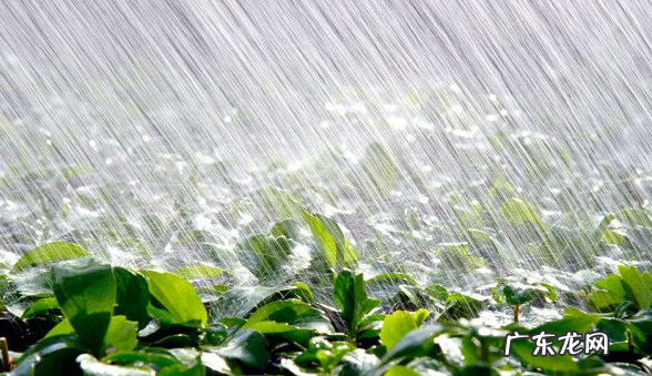 雨的种类有很多简单写一写当时的情景,下阵雨时的情景描写二年级作文