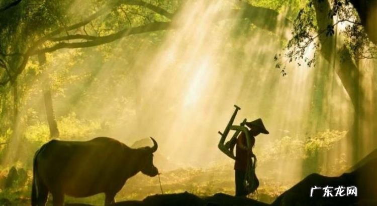 耕牛遍地走耕牛是什么意思,九九加一九耕牛遍地走什么意思