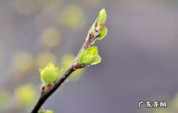 耕牛遍地走耕牛是什么意思,九九加一九耕牛遍地走什么意思