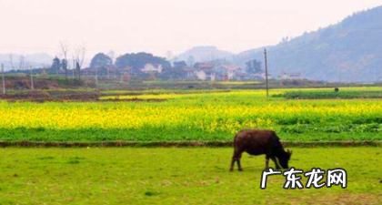 耕牛遍地走耕牛是什么意思,九九加一九耕牛遍地走什么意思