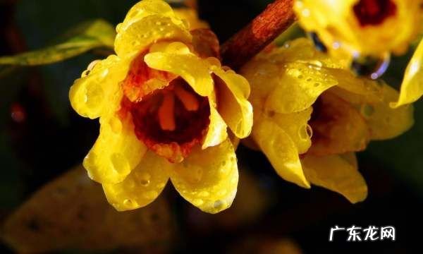 腊梅花后怎么养,腊梅平时怎么养护