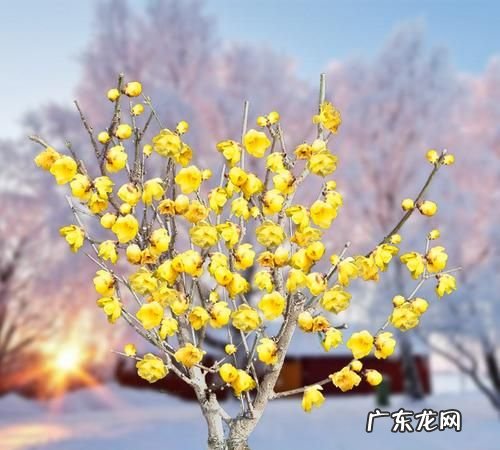 腊梅花后怎么养,腊梅平时怎么养护