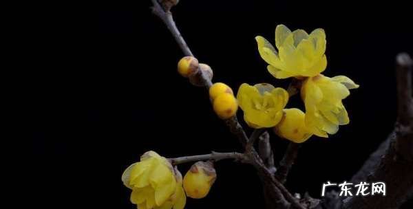 腊梅花后怎么养,腊梅平时怎么养护