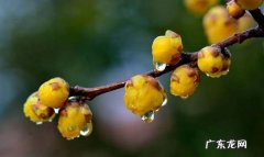 腊梅花后怎么养,腊梅平时怎么养护