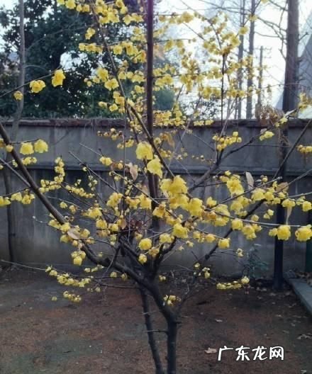 腊梅花后怎么养,腊梅平时怎么养护