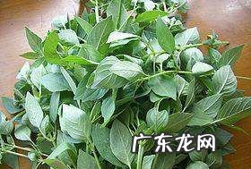 黄瓜荆芥怎么调,黄瓜炒荆芥的家常做法