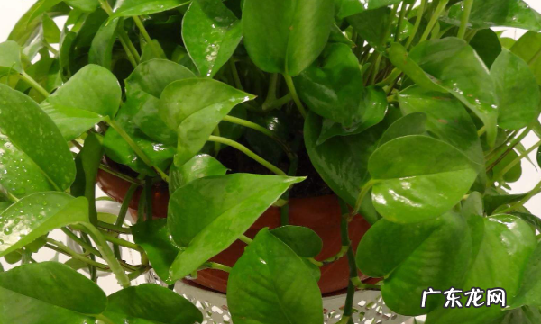 怎么除蟑螂最有效最快速,怎么除蟑螂最快最有效的方法