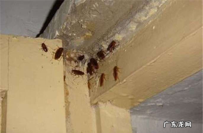 怎么除蟑螂最有效最快速,怎么除蟑螂最快最有效的方法