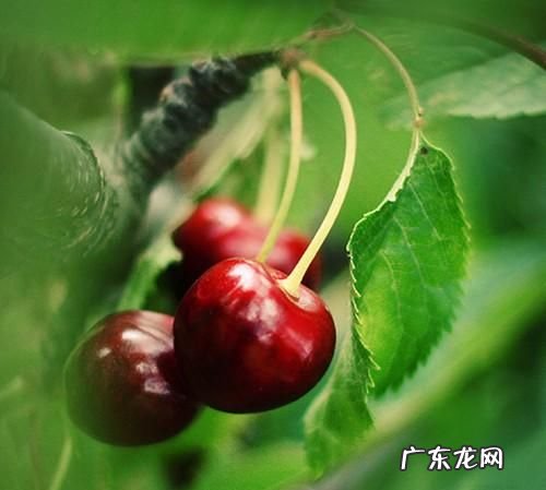 吸皮是什么意思,水洗皮是什么皮是真皮