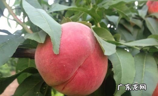 毛桃可以放冰箱保存,毛桃可以放冰箱保存