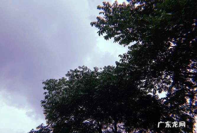 树木葱茏是什么意思,满目葱茏是什么意思