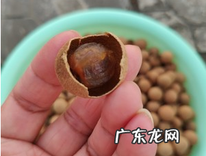 晒龙眼肉正确的方法,晒桂圆方法 怎么晒桂圆干