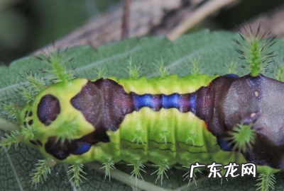 洋拉子是什么,洋辣子是什么虫子