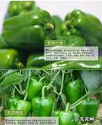 青圆椒辣,青圆椒辣不辣