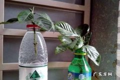 过期的雪碧能浇花,过期雪碧可以浇花