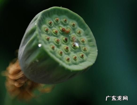 无根之水是什么动物,无根兽是什么动物