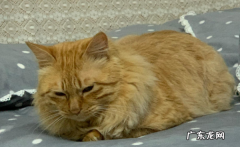 大橘猫是什么品种,橘猫的特征和特点是什么