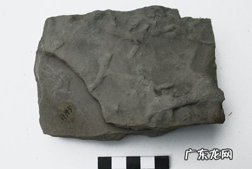 泥岩属于什么岩类别,泥岩砂岩是不是都属于土类