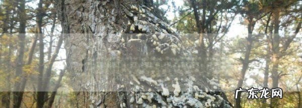 松树油干了怎么能洗掉,车窗松油怎么洗掉妙招