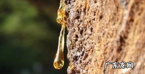 松树油干了怎么能洗掉,车窗松油怎么洗掉妙招